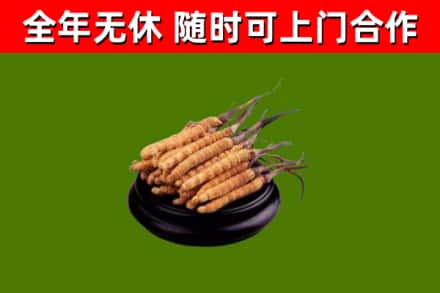 永兴县回收冬虫夏草