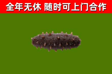 永兴县回收海参干